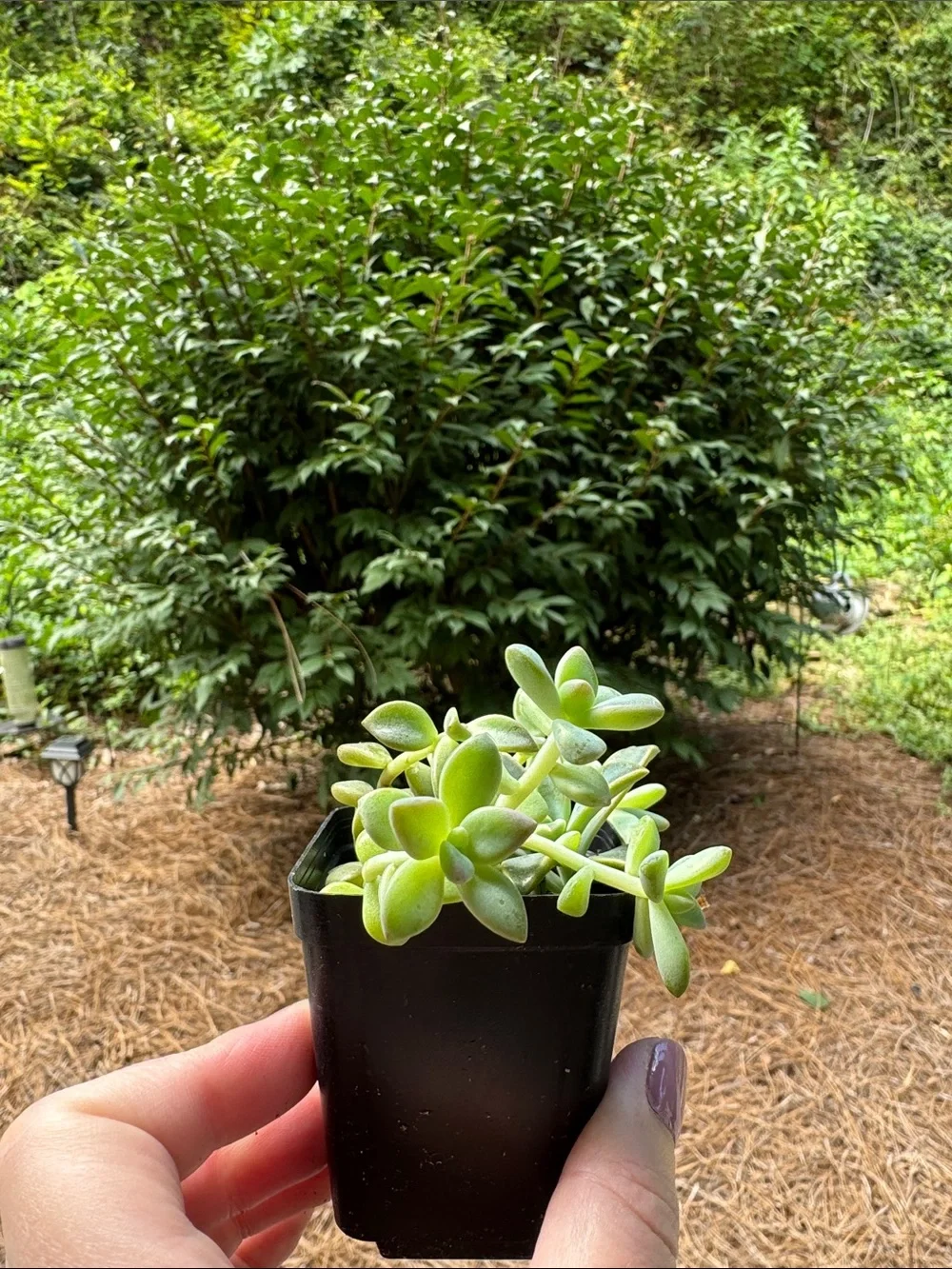 Sedum succulent Starter - Rooted.